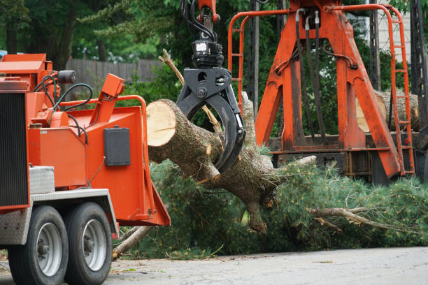 Best Palm Tree Trimming  in Dale, IN